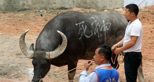 斗牛争霸赛游戏攻略-成为最强牛牛玩家的秘诀（掌握斗牛争霸赛，成为无敌牛牛大亨！）