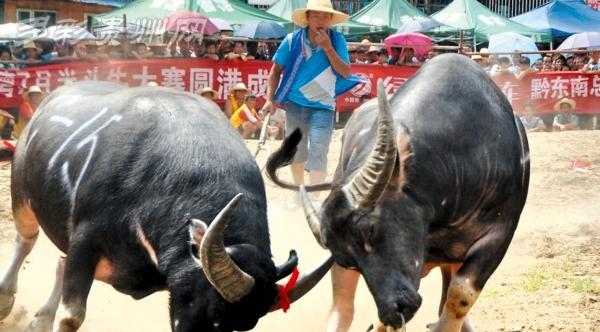 斗牛争霸赛游戏攻略-成为最强牛牛玩家的秘诀（掌握斗牛争霸赛，成为无敌牛牛大亨！）