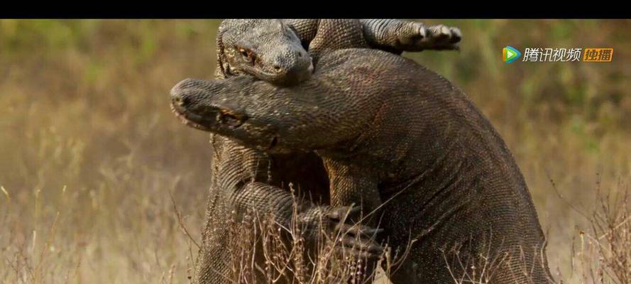 探索生存法则(揭秘地球生存法则,玩转游戏攻略)