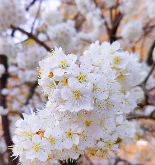 樱花谷最美出装攻略男主（探寻男主角在樱花谷中最迷人的穿搭风格）